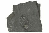 Pennsylvanian Phyllocarid (Concavicaris) Fossil - Iowa #262606-1